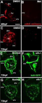 Selective Requirements for Vascular Endothelial Cells and Circulating Factors in the Regulation of Retinal Neurogenesis